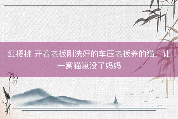 红樱桃 开着老板刚洗好的车压老板养的猫,让一窝猫崽没了妈妈